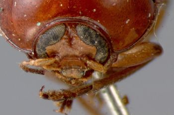 Media type: image; Entomology 9275   Aspect: head frontal view